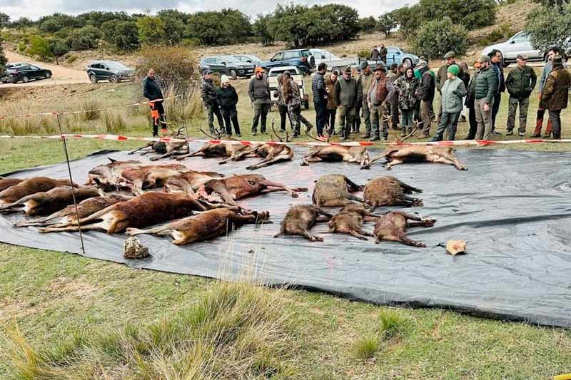 Resultado Montería Los Endrinos 2024 Monteros del Rocío